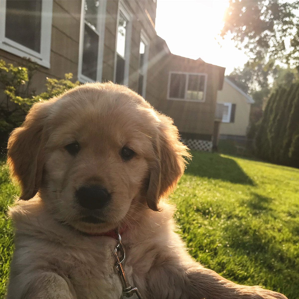 SamuelJPerry's tweet photo. @dog_rates Rupert says hello! https://t.co/SNWANIvrDk