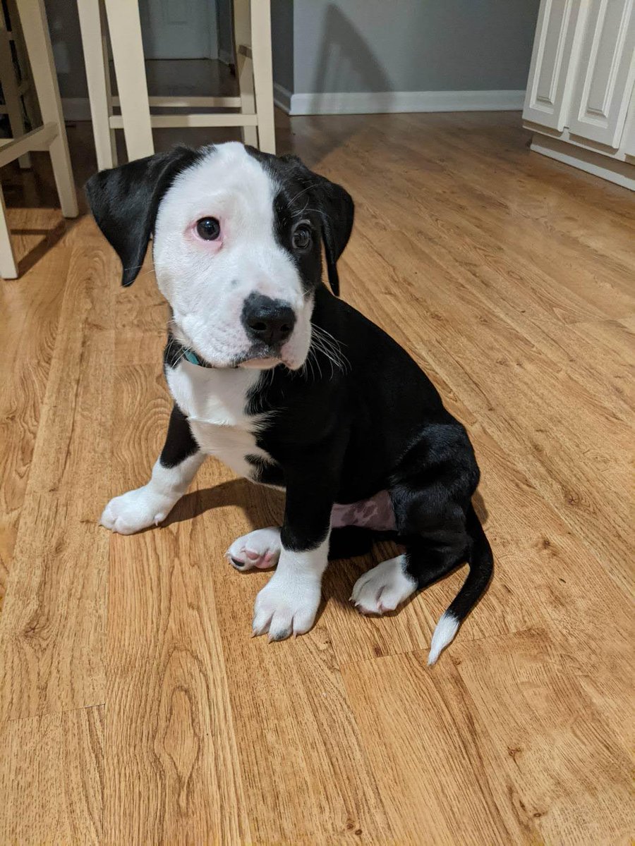 dfromen's tweet photo. @OnlyInBOS Beaker is not so little anymore! https://t.co/U4O23AaatV