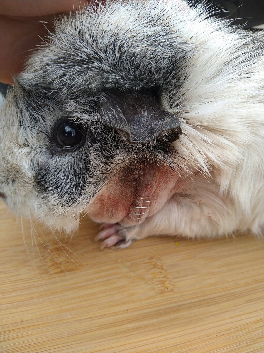 Bouille est un cochon d'Inde comme les autres,mais lorsqu'il a développé un abcès sur la joue,il a su faire preuve d'un courage exceptionnel.
Avec l'aide de son vétérinaire et de ses fidèles agrafes,il se remet 
#refugeanimal #cochondinde #soinveterinaire #petrescue