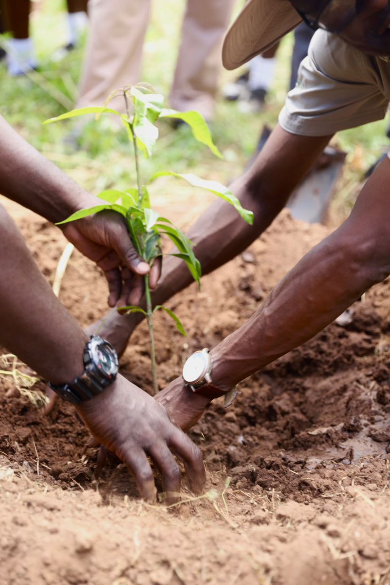 Any time is tree-planting time #IDF2023🇿🇼