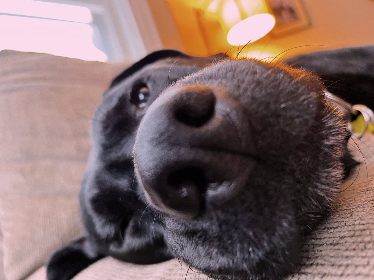 haileyrhuff's tweet photo. @dog_rates https://t.co/VFUkVXPu74