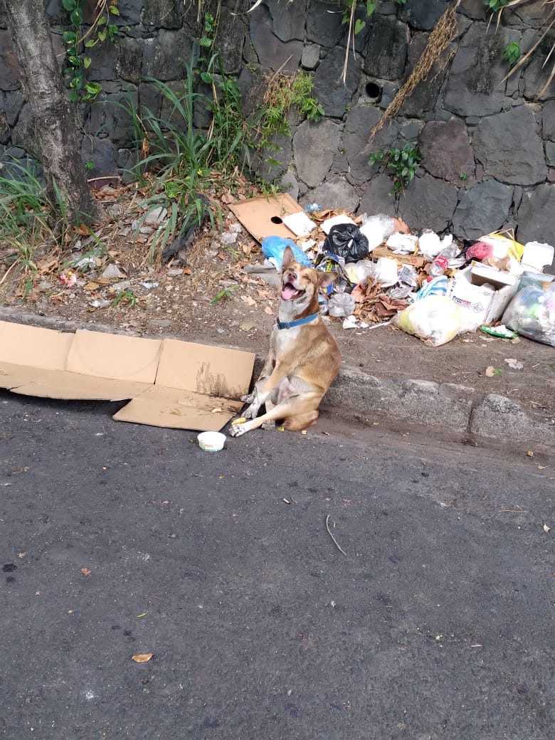 ApadrinaColitas's tweet photo. #ServicioPublico 
#ServicioSocial 

‼️‼️NECESITAMOS SUMAMENTE AYUDAAA PARA ESTE POBRE PELUDITO‼️‼️

Este PELUDITO el día de hoy fue atropellado no sabemos si tiene sueño o lo vinieron a botar pero necesita de su ayuda ya que fue atropellada y no les importo https://t.co/AjGmey15wn