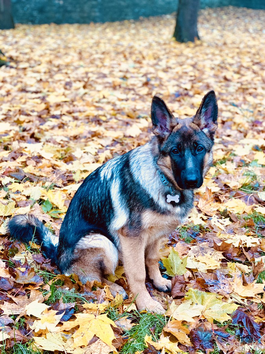 Happy #NationalPuppyDay !