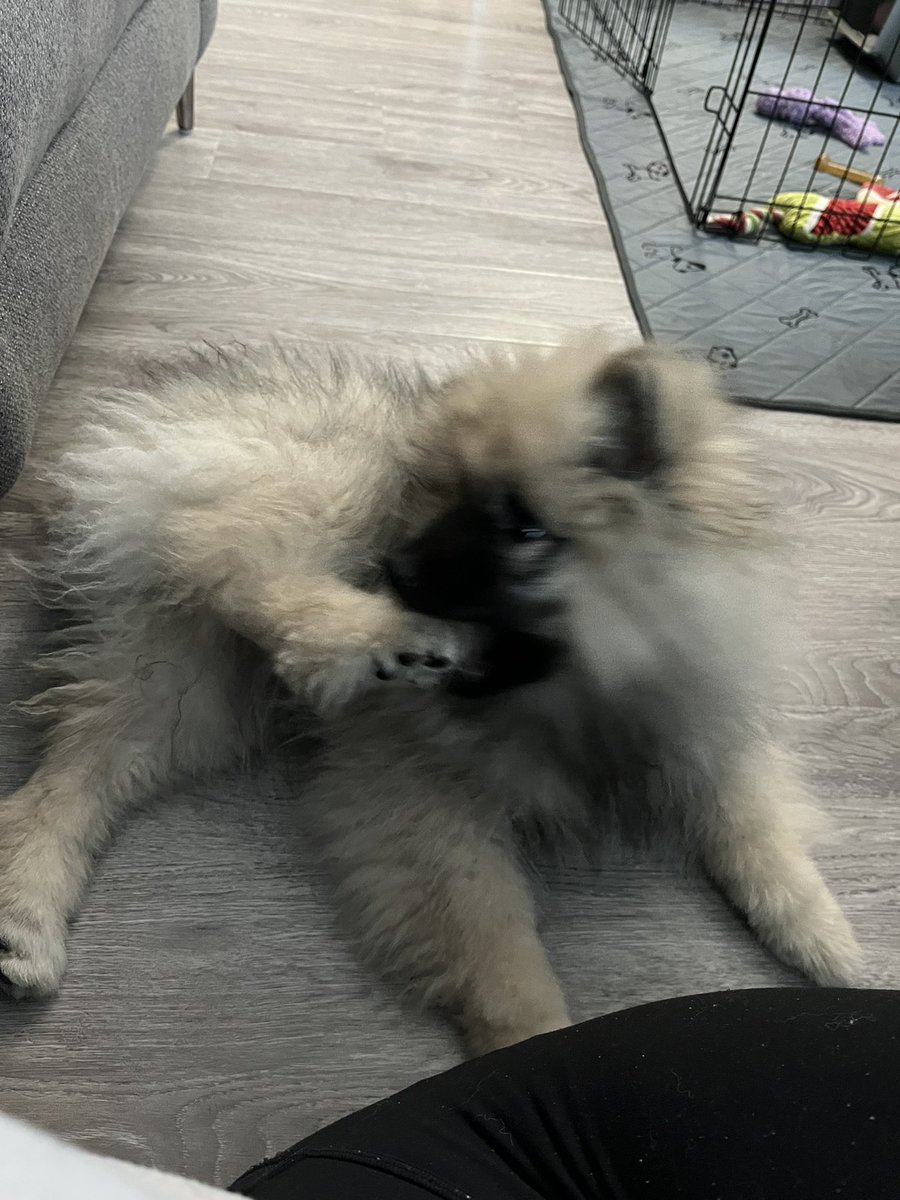 thettil's tweet photo. @dog_rates @dog_feelings My 4 month old puppy Tali https://t.co/ivJBIoXEAS