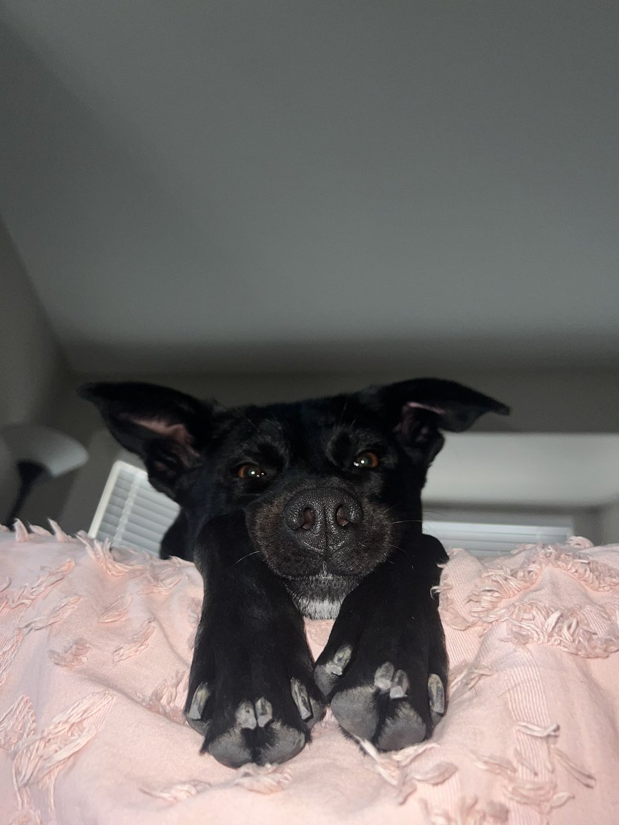MikaylaMonk's tweet photo. @dog_rates https://t.co/JJ2DSCLMvt