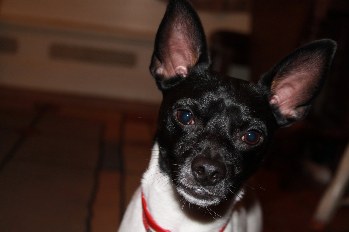 💜🤍💛 Moose 💛🤍💜🐀 tweet media