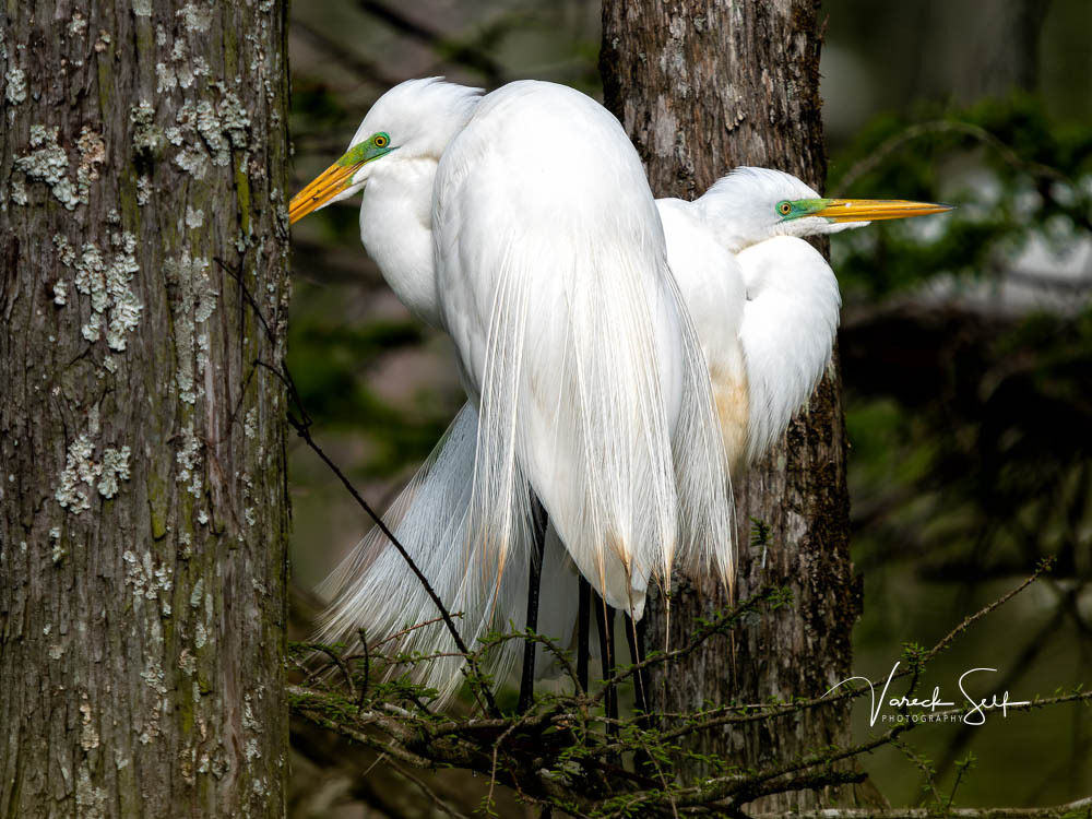 Let's agree to disagree!
 
#GetOlympus #BreakFreeWithOlympus #AllMightyBirds #AllAboutBirds #Bird_Captures #BirdPhotos #Birding #BirdPhotography #NaturePhotography #LouisianaWildlife #VisitLouisiana #OptOutside #DeepSouth #OnlyLouisiana #LouisianaTravel … instagr.am/p/CqJYKJnsBhS/