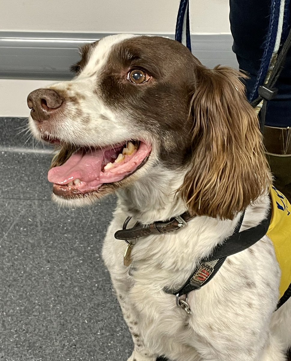 On Thursdays our very handsome PAT dog Keith comes to visit patients (and the staff!) on Critical Care. He really brightens everyone’s day, he’s such a gentle soul and wonderful with the patients ❤️🫀🫁 #petsastherapy