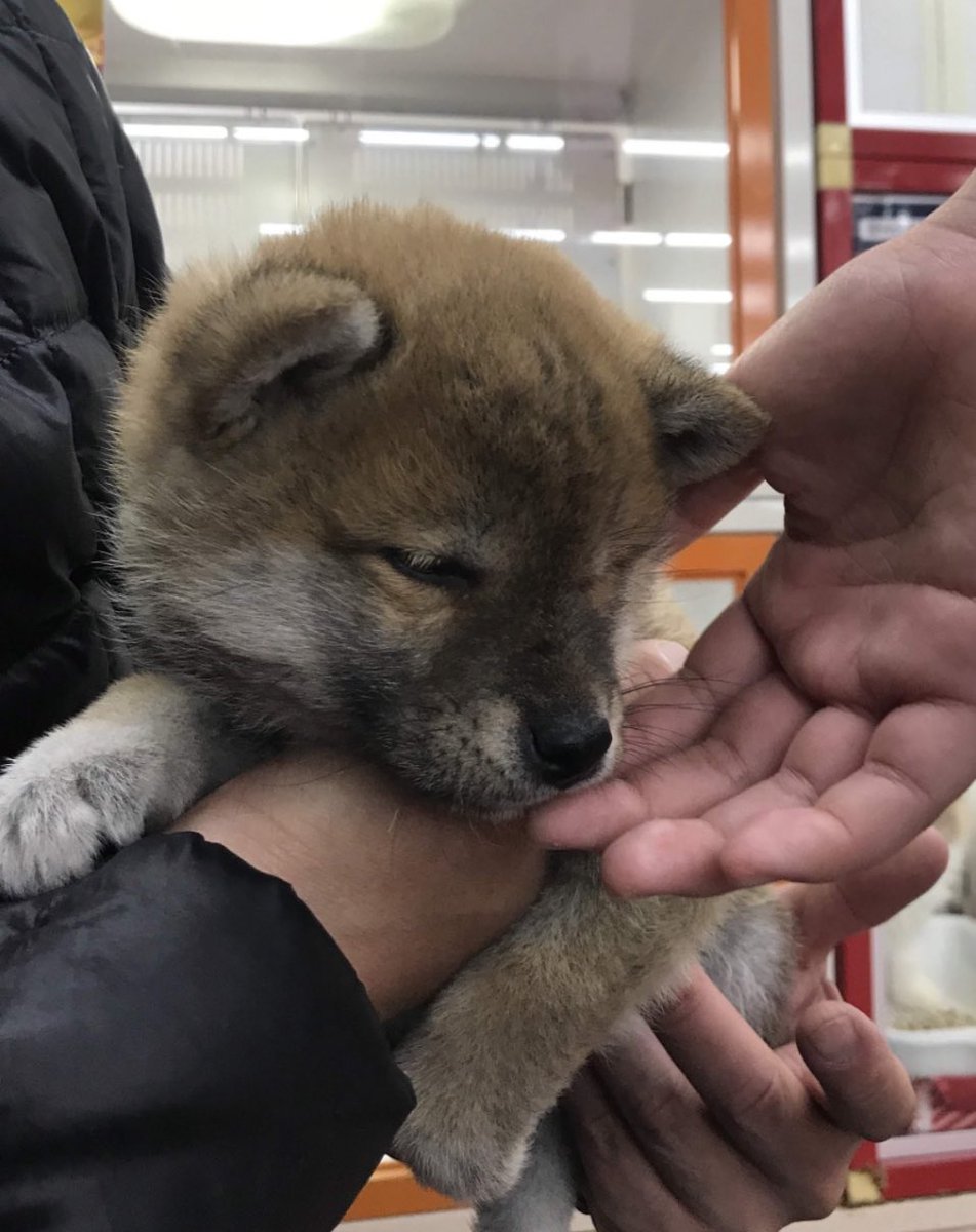pirocandy's tweet photo. おチビ期、黒かったゴン太郎。

あの黒い子どこ行った？って感じですが、毛をかき分けて奥の方には黒かった時期のなごり？がありますね。

ということで、黒いとこを活かして、クリリンみたいにしてみました🤣

#子犬の毛が懐かしい 
#今も名残あり 
#根元の毛は黒い
#クリリンの頭 
#柴犬 https://t.co/d6EILIXupO