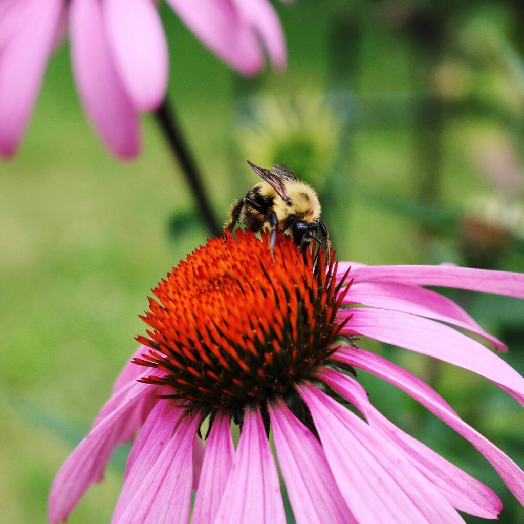 How to enter the contest:
- Look for bumble bees anywhere in Larimer County
- Document with a picture, video, or capture the bee
- Note date, time, location, and floral host
- Send documentation to Dr. John Mola and win a free drink!

Click the link in o… instagr.am/p/CqJYd3rOedA/