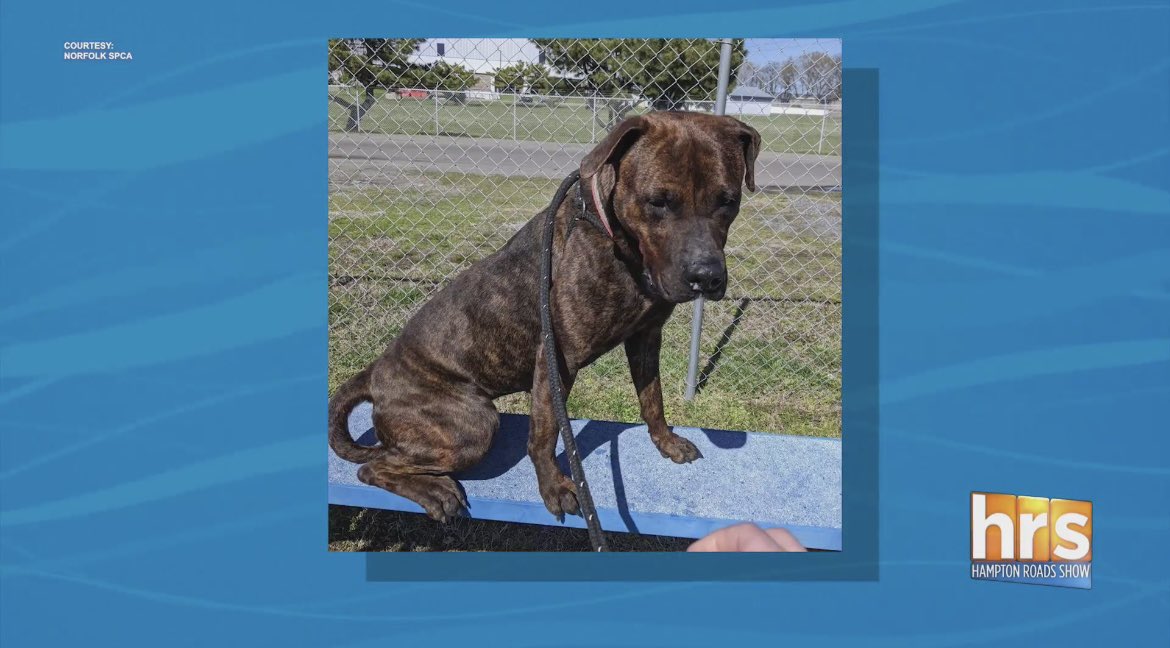 Meet Pet Pal of the Week, Florence! You can meet Florence <a href="/NorfolkSPCA/">Norfolk SPCA</a>