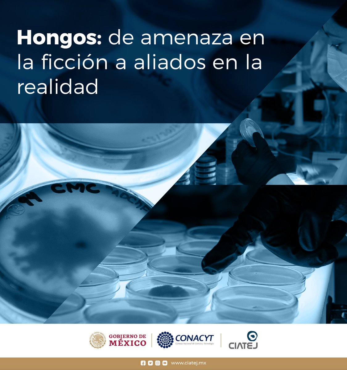 CIATEJ's tweet photo. En los últimos años los #hongos  han tomado especial relevancia por su aparición en distintas series y documentales (cof #TheLastOfUs cof).

Pero ¿Qué son los hongos? ¿Qué papel tienen en el ecosistema? También pueden producir importantes metabolitos

➡️ https://t.co/WRlwo5MKve https://t.co/WU9Dkwvkg2