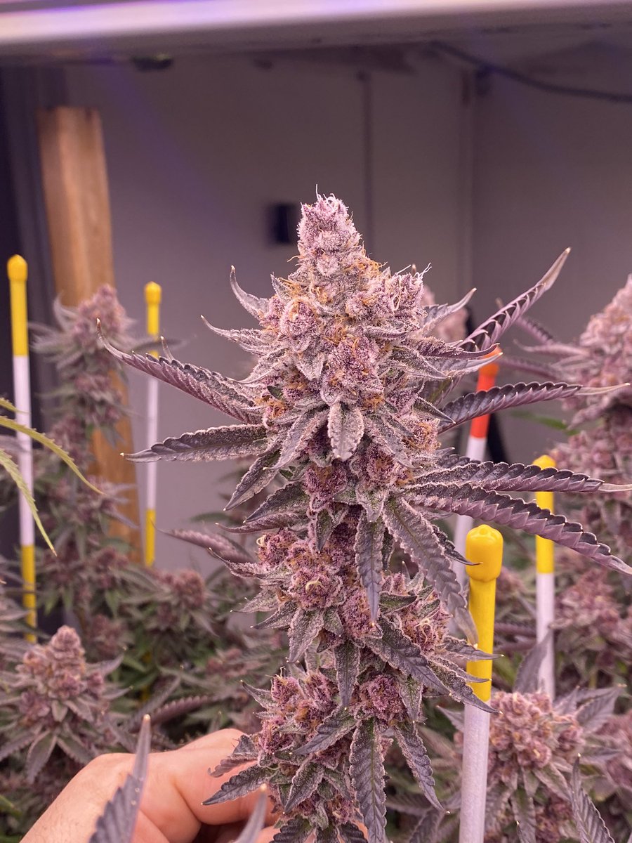 khoshaba_jeff's tweet photo. I’m coming with the best flower on the MI market, one way or another. @KushavaCraft https://t.co/djr1gof70s