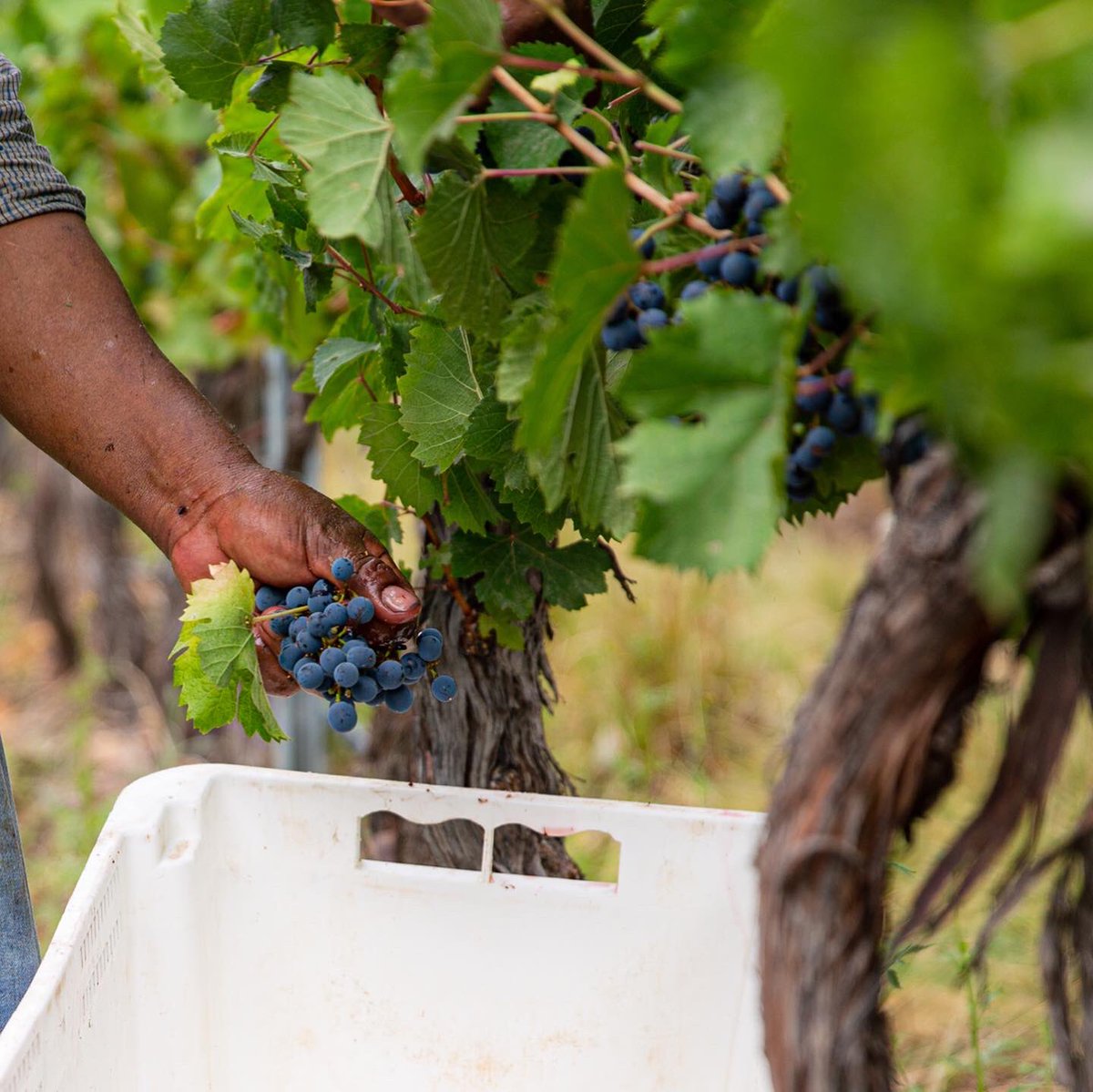 flechaswineok's tweet photo. Con estas postales de los últimos días de la #Cosecha2023 despedimos la etapa de recolección manual de los racimos de uvas y comenzamos a soñar los nuevos vinos con el trabajo en la Bodega … 🍇⛰🍷 https://t.co/u30yAiMbx7