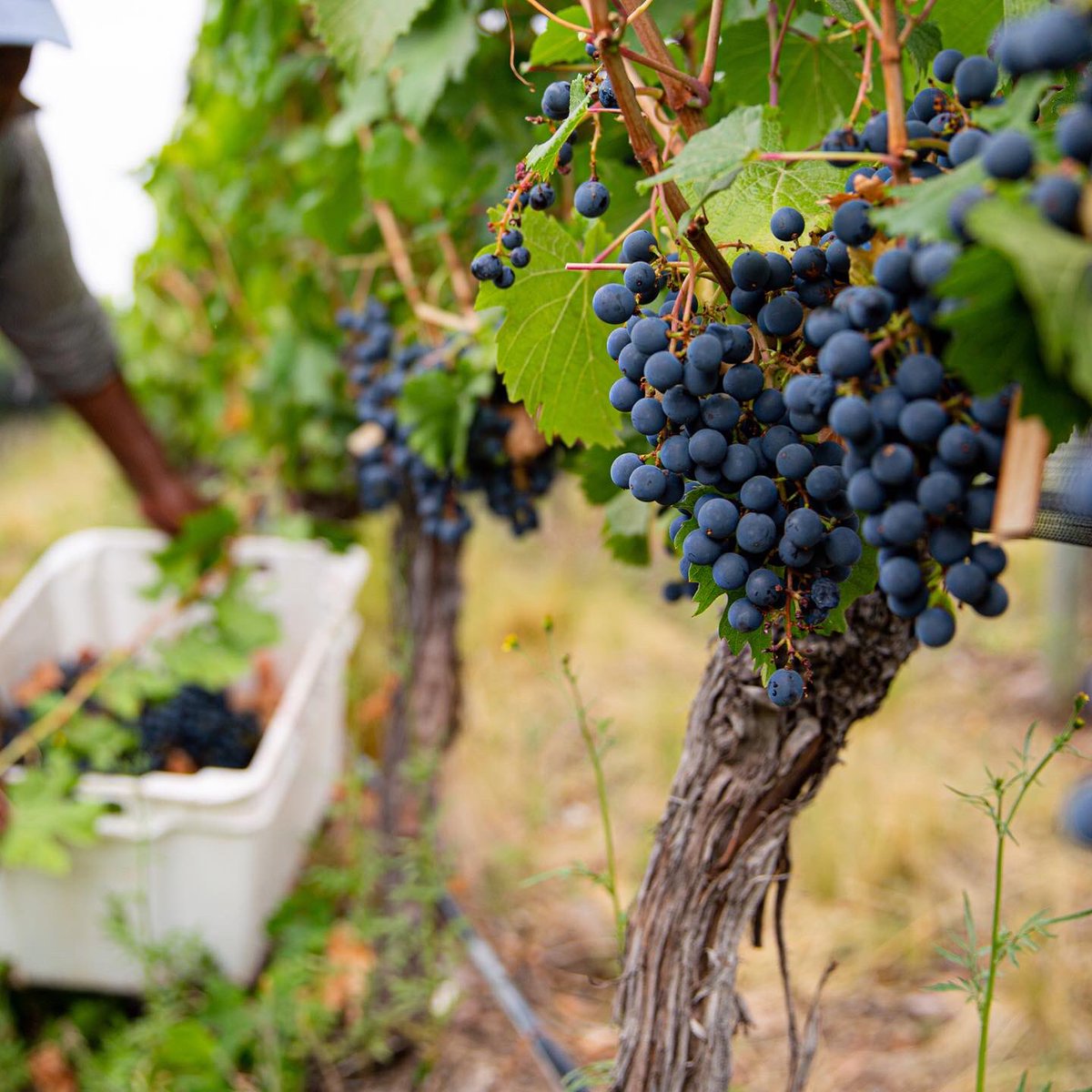 flechaswineok's tweet photo. Con estas postales de los últimos días de la #Cosecha2023 despedimos la etapa de recolección manual de los racimos de uvas y comenzamos a soñar los nuevos vinos con el trabajo en la Bodega … 🍇⛰🍷 https://t.co/u30yAiMbx7
