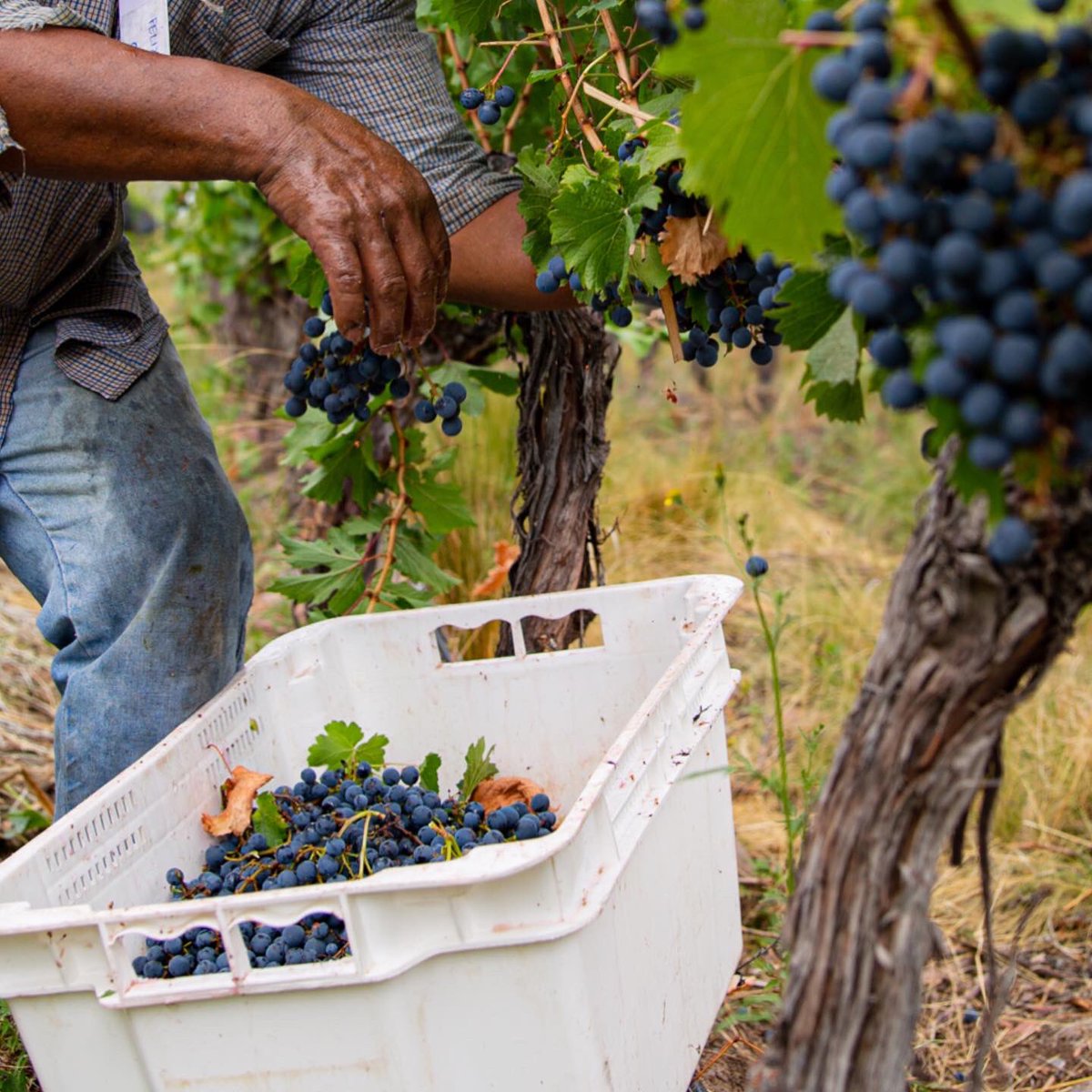 flechaswineok's tweet photo. Con estas postales de los últimos días de la #Cosecha2023 despedimos la etapa de recolección manual de los racimos de uvas y comenzamos a soñar los nuevos vinos con el trabajo en la Bodega … 🍇⛰🍷 https://t.co/u30yAiMbx7