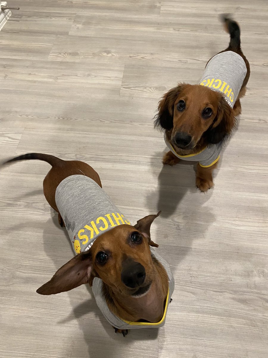 TheDobey's tweet photo. On ‘National Puppy Day’ we will give you a double dose!
Their shirts (from Ross Dress for Less) say ‘I’m just here for the chicks’ 🐥 (Getting ready for Easter).
💙Parker and Elliott💙
#parkersplayground #ParkersPack #nationalpuppyday #dachshund #hereforthechicks #easteriscomin https://t.co/Jy4hifCJpK