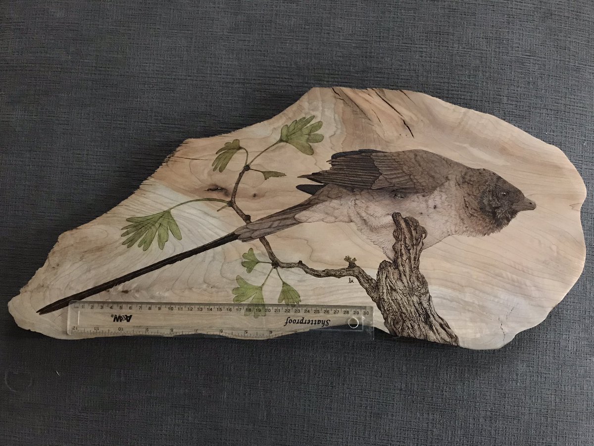 I finally finished my first real pyrography project, Yuanchuavis kompsosoura and Ginkgo manchurica in life size! I coloured it with crayons to get a feel for how i want to stain it. I’ve yet to find a stain I like so it’s not completely finished but close enough to post!