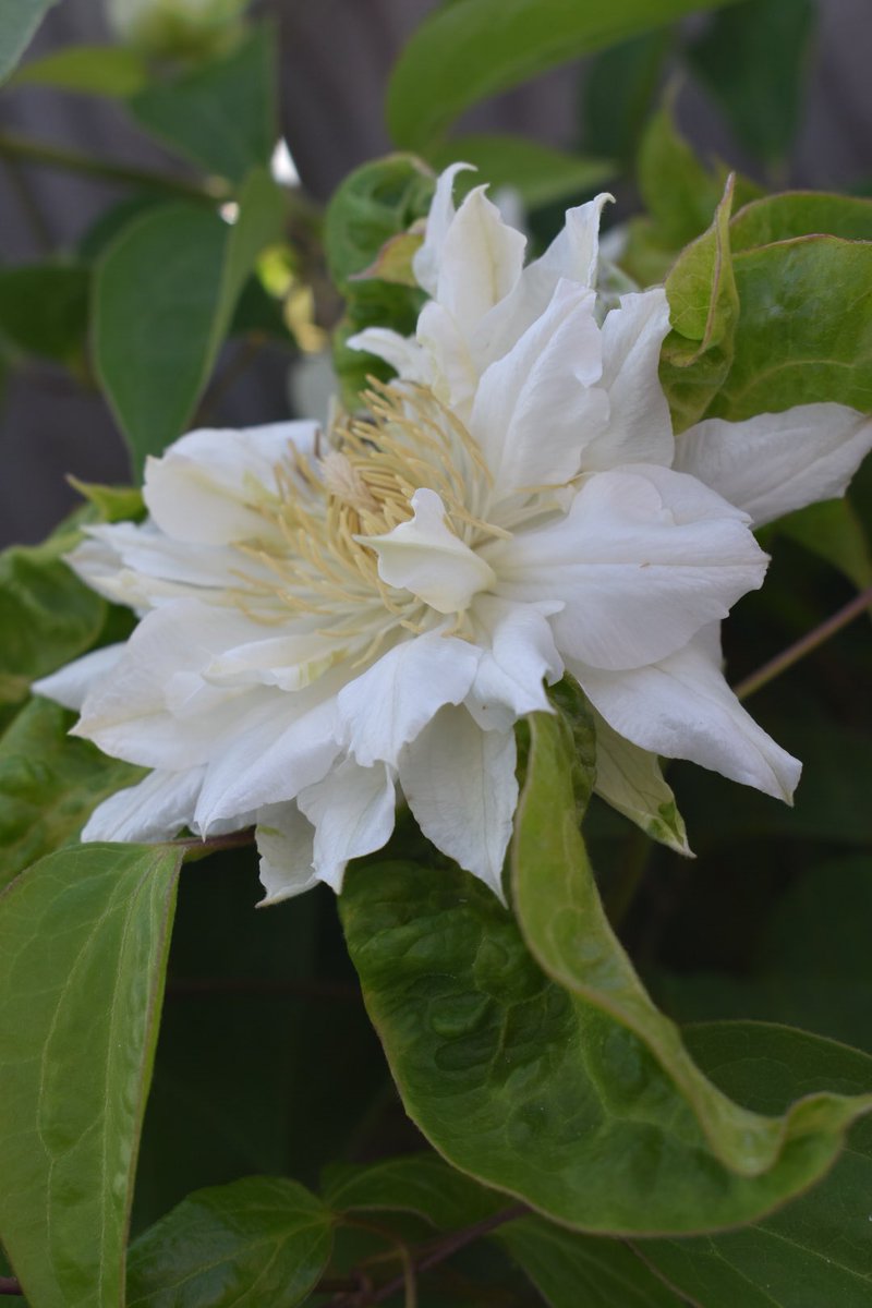 Blooming beautifully! #clematisthursday