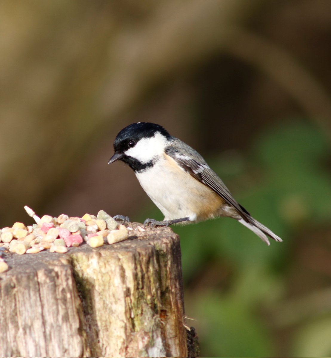 kezmcv's tweet photo. @BirdsByStiofan @StiofanRetweets Here's my Coal Tit taken @RSPBMIDDLETON Lakes https://t.co/xmpjI41gdp