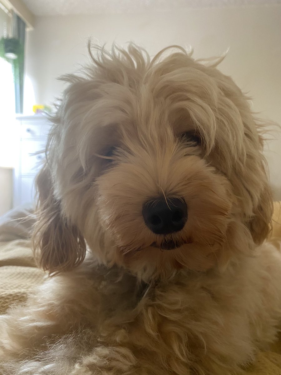 schetzer's tweet photo. @dog_rates This Theodore. He’s a very cute asshole. https://t.co/sZCGUGiJBF