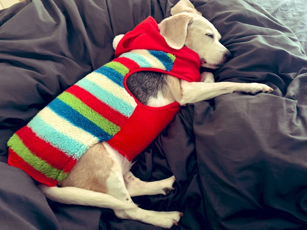 16yrOldBeagle's tweet photo. @CoachRobynR #SupportingEvidence of rocking sweater weather. The side eye & judgment was strong with this one. Love you ππΌββοΈ Angel Bella https://t.co/KjCC0EQoMi