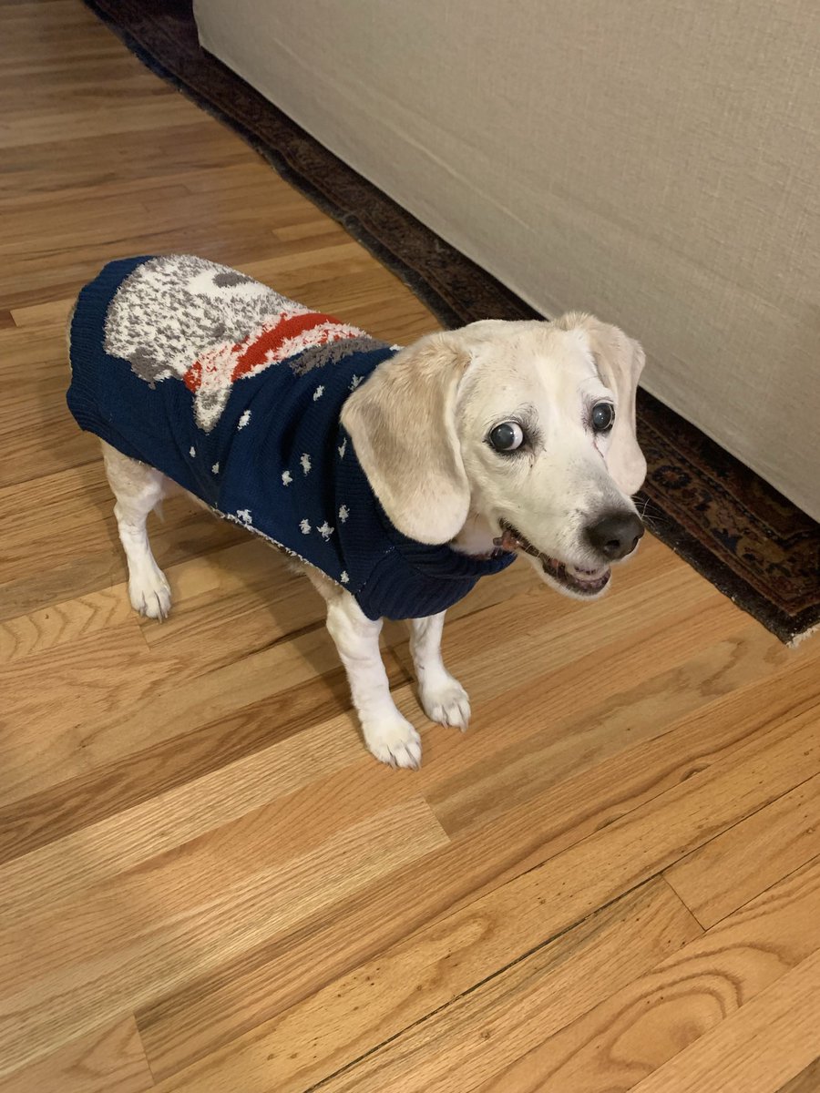 16yrOldBeagle's tweet photo. @CoachRobynR #SupportingEvidence of rocking sweater weather. The side eye & judgment was strong with this one. Love you ππΌββοΈ Angel Bella https://t.co/KjCC0EQoMi