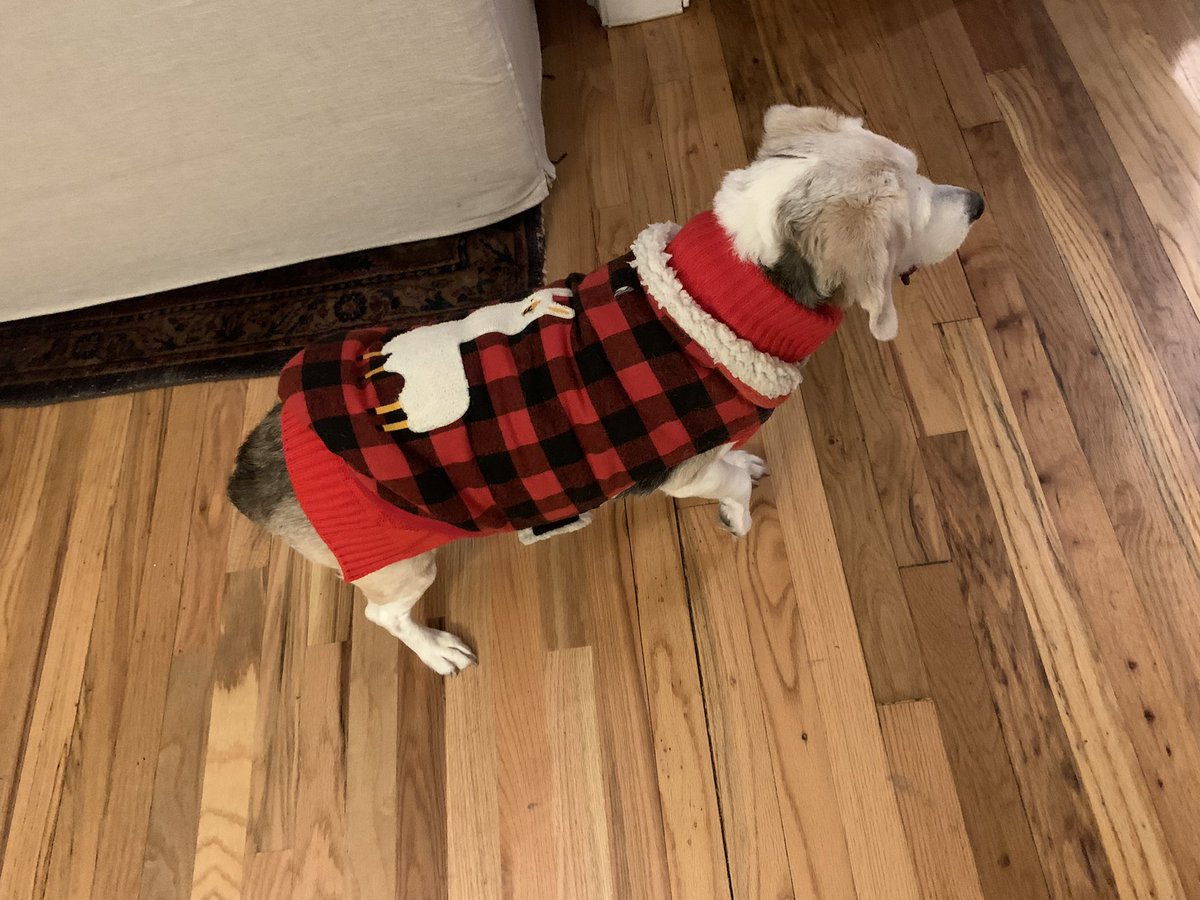 16yrOldBeagle's tweet photo. @CoachRobynR #SupportingEvidence of rocking sweater weather. The side eye & judgment was strong with this one. Love you ππΌββοΈ Angel Bella https://t.co/KjCC0EQoMi