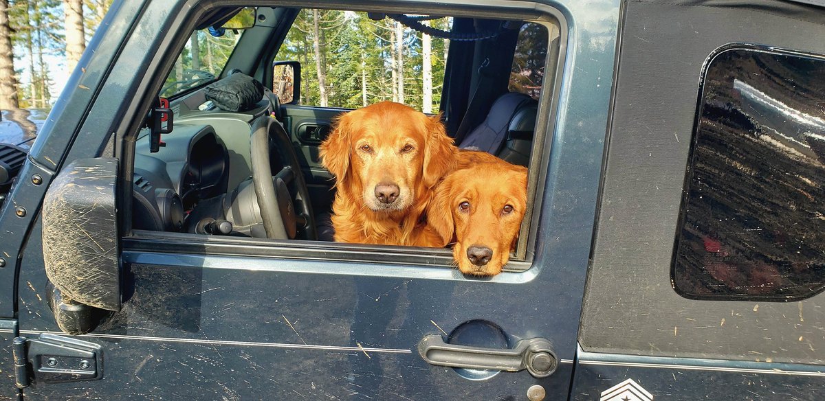 Happy National Dog Day 
#jeep #jeepjk #jeeplife #jeepwrangler #jeepdog #goldenretriever #dogswithjobs