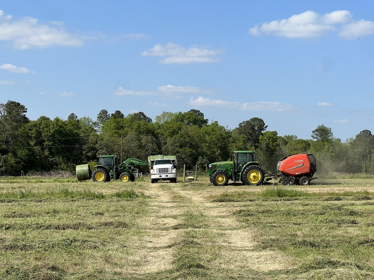 DrJJTuga's tweet photo. To say that I work with some amazing women is an understatement!! These ladies are putting in the work for our clean off cut at the #BetterGrazingProgram I am truly blessed to have an awesome team and amazing technician! #UGABeef #UGACAES #AlfalfaInTheSouth #NiftyTifty #SWAG https://t.co/IBjCo89T2j