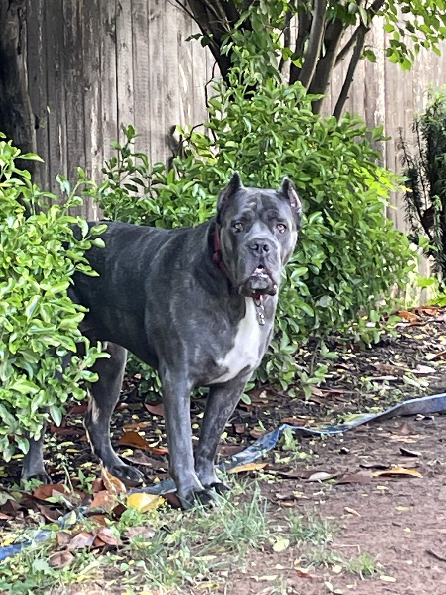 A puppy’s a puppy, no matter their size. 
For instance, Mouse is 170lbs. 

#mousethedog #nationalpuppyday