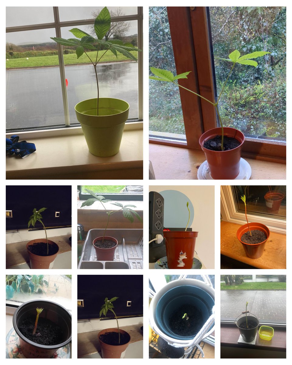 Great to get some progress pictures from our first years of the chestnuts which were planted just 6 weeks ago. #TreeWeek2023