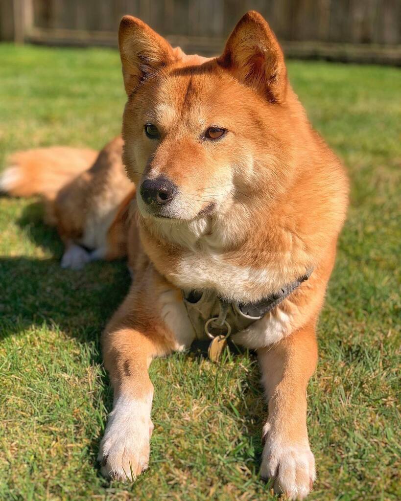 markus_mcgruff's tweet photo. 📸 Follow Markus’ adventures on instagram! @markus_mcgruff #dogs #dogsofinstagram #pacificnorthwest https://t.co/xG32ljzjiO