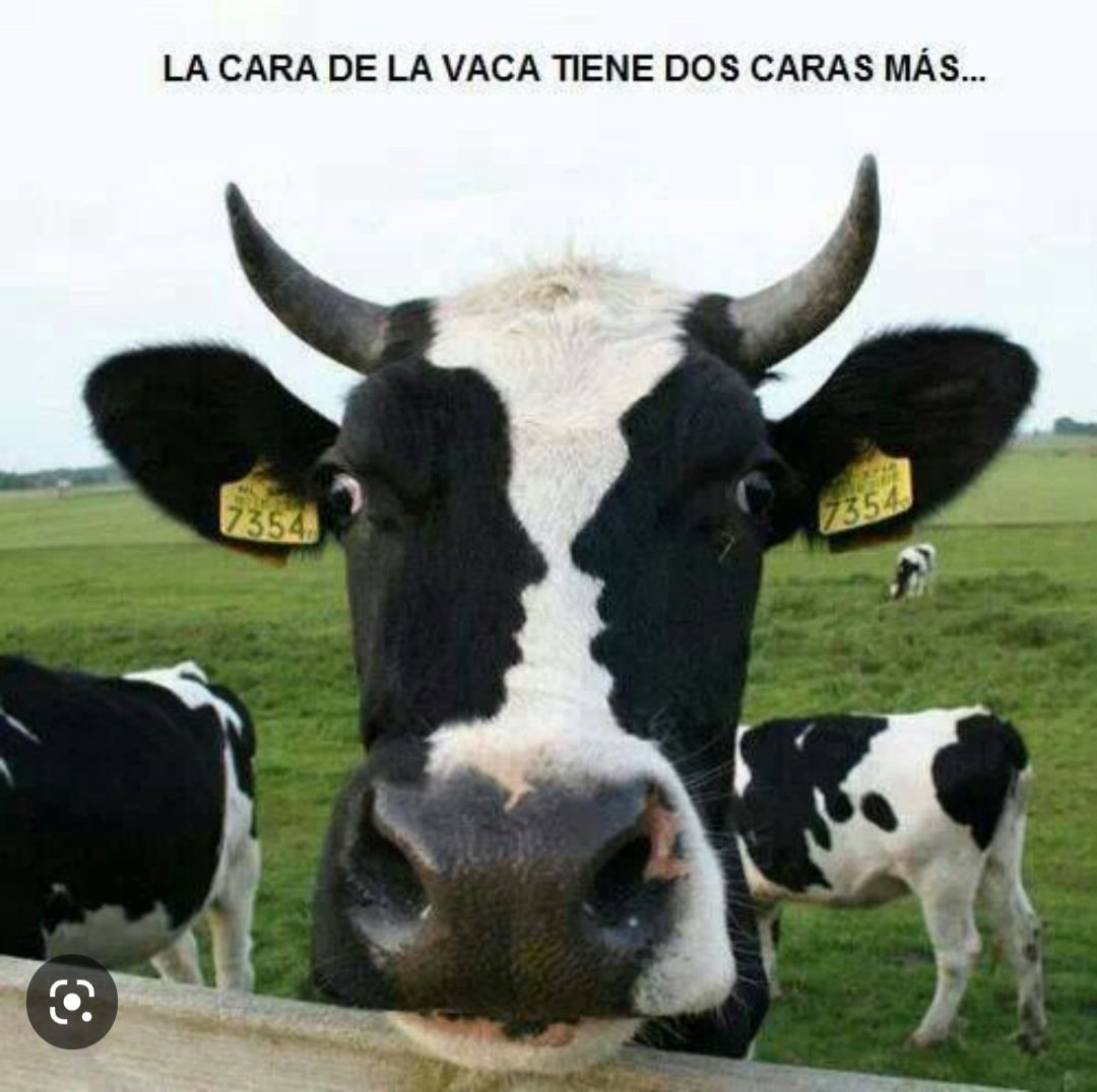 plariguani's tweet photo. #tardedehumor Juguemos😃 identifica🧐 en la cara de la vaca, las dos caras más 🤔
#ConstruyendoGanadería
#LaCulpaNoEsDeLaVaca #OrgullosamenteGanaderos
#DerribandoMitos
@Fedegan @jflafaurie @PlFedegan @PLBarraquilla @Comganas2013 https://t.co/ScZoHvVtd4
