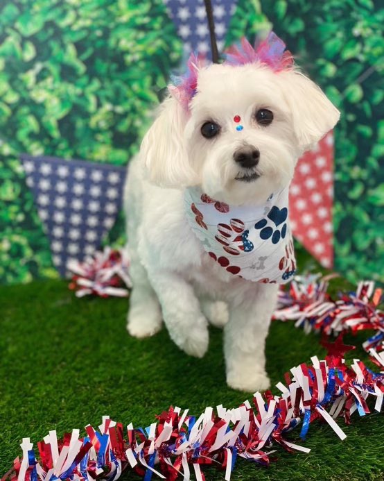 ShayShepard1908's tweet photo. @buitengebieden My sweet Bailey! https://t.co/XEunEIdQOY