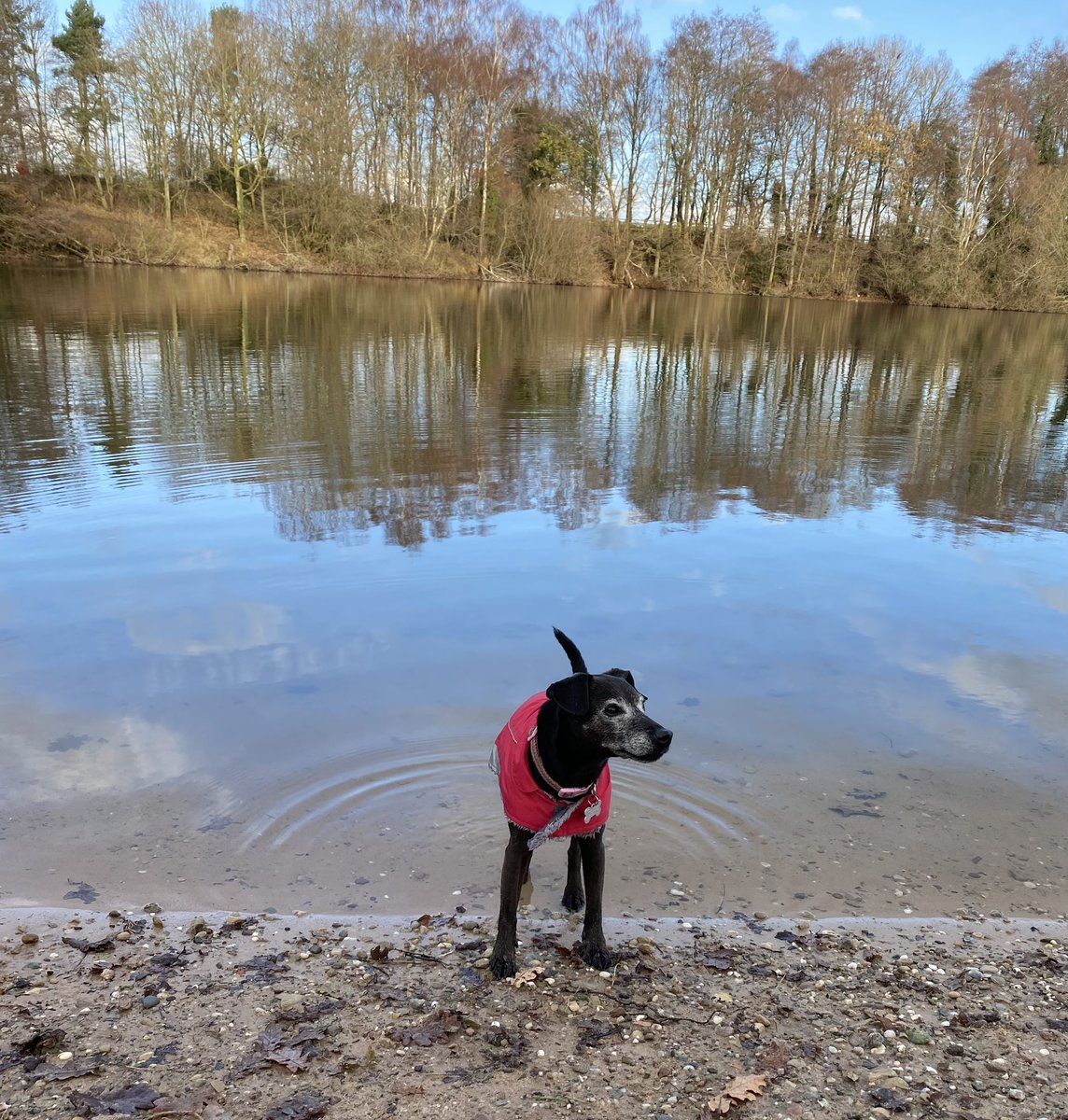 Ivories & Strings tweet media