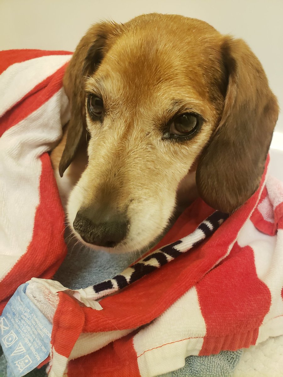 MOBeagleHouse's tweet photo. Happy #NationalPuppyDay from Mr. T! Right now he's a bit upset with mom because he had to have a bath, but she promised she'd make it up to him. 😬

#beagle, #bathsstink https://t.co/hHSUfQOW8A