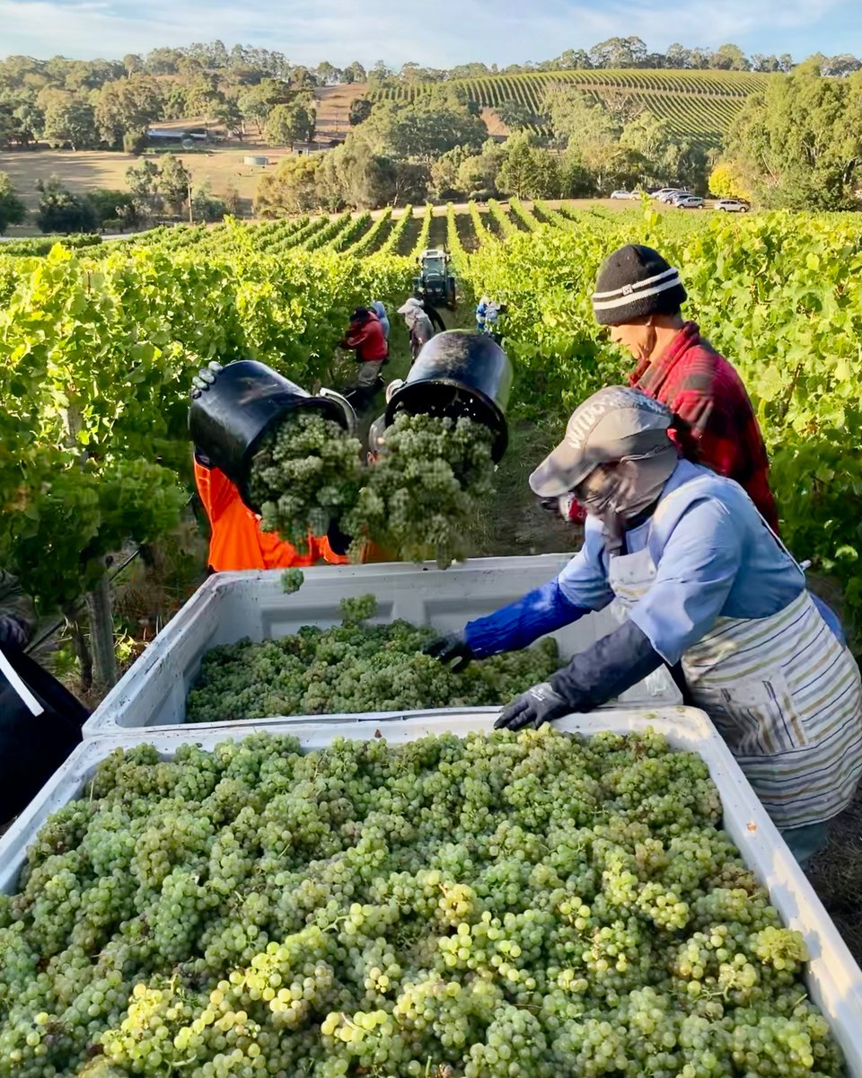 Vintage works on Mother Natures timeframes, so from nothing to full steam ahead, we're now in the thick of it up here!

📷: Longview Vineyard with their first pick, Riesling.

#vintage2023 #adelaidehills #southaustralianwine #wineaustralia