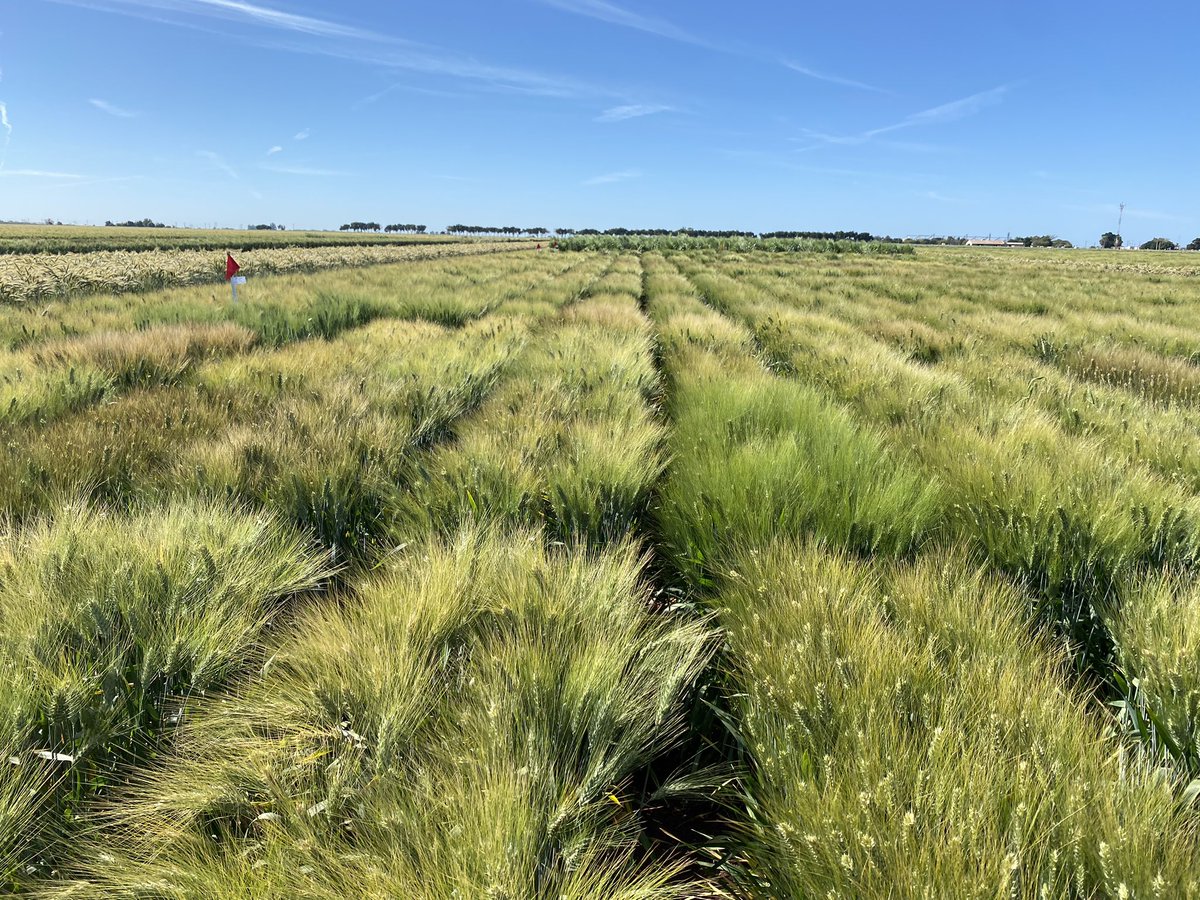 SolisMIgnacio's tweet photo. Visita al programa de mejora de trigo duro del @CIMMYT #KarimAmmar acompañado de mejoradores de Canadá #RonDePauw y Chile @Ivanchillan https://t.co/zTtByHfneV