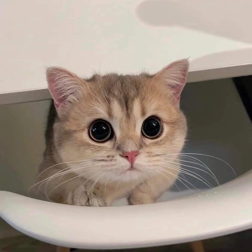 Catloverig's tweet photo. #CatchRAW #Caturday #catfishmtv #CatchKEP1ERinThailand #CatsOfTwitter https://t.co/CCaAakrgVo