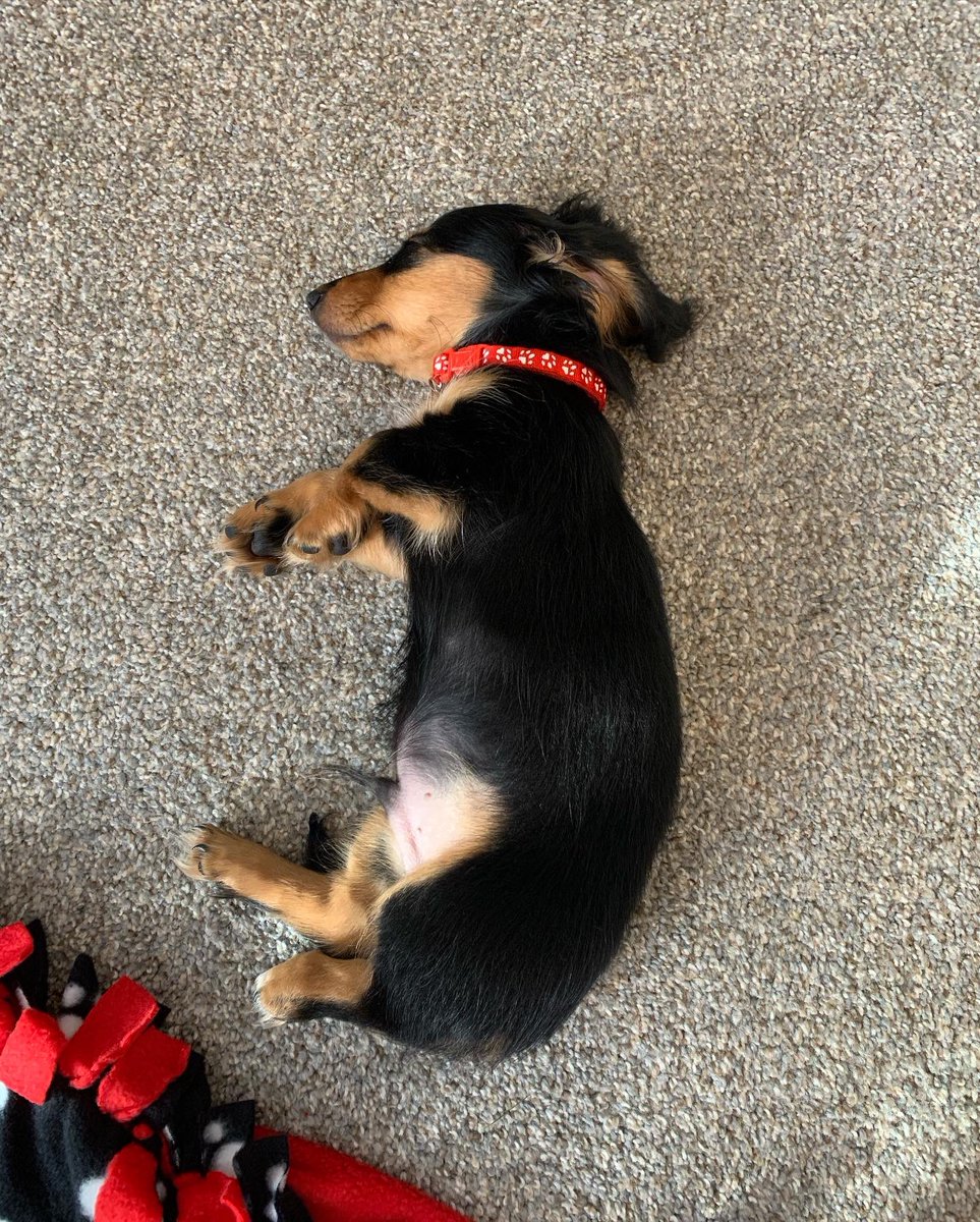 pjbooone's tweet photo. @dog_rates https://t.co/mqabovzUf2