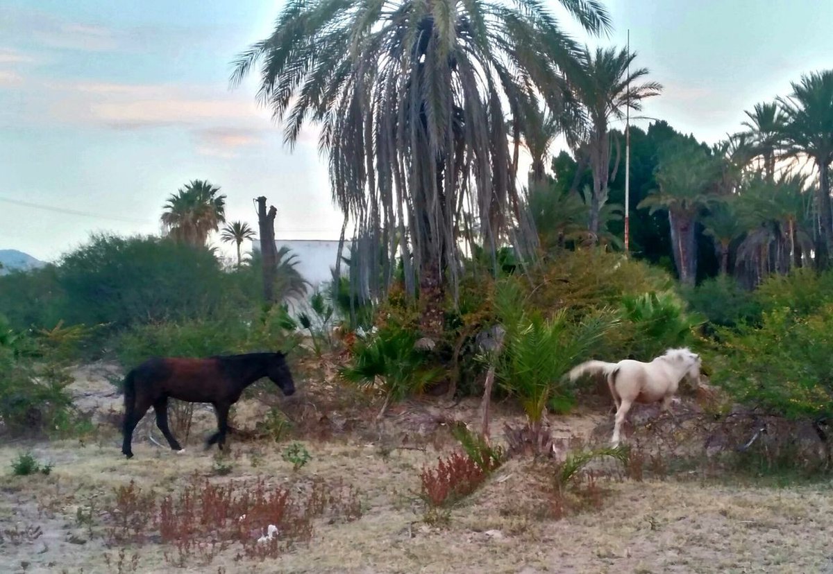 Just some random plant shot out on excursion at San Ignacio area, Baja California Sur