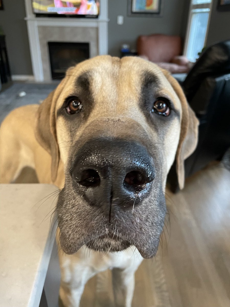 blythe_bauer's tweet photo. @dog_rates Baby boy is still growing!!!
#daniff #giantdogsarethebest!!! https://t.co/ksc462Fcxv
