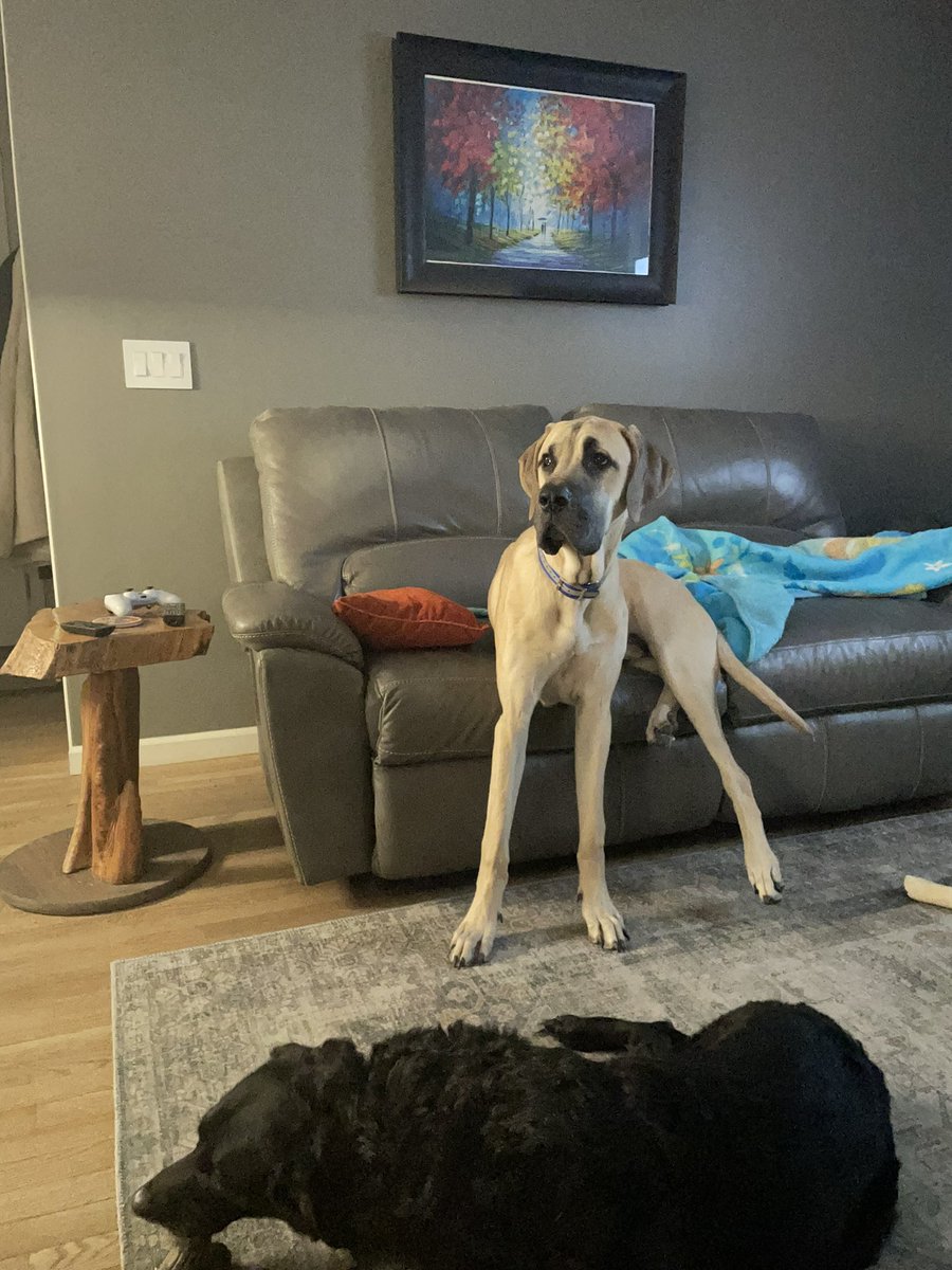 blythe_bauer's tweet photo. @dog_rates Baby boy is still growing!!!
#daniff #giantdogsarethebest!!! https://t.co/ksc462Fcxv