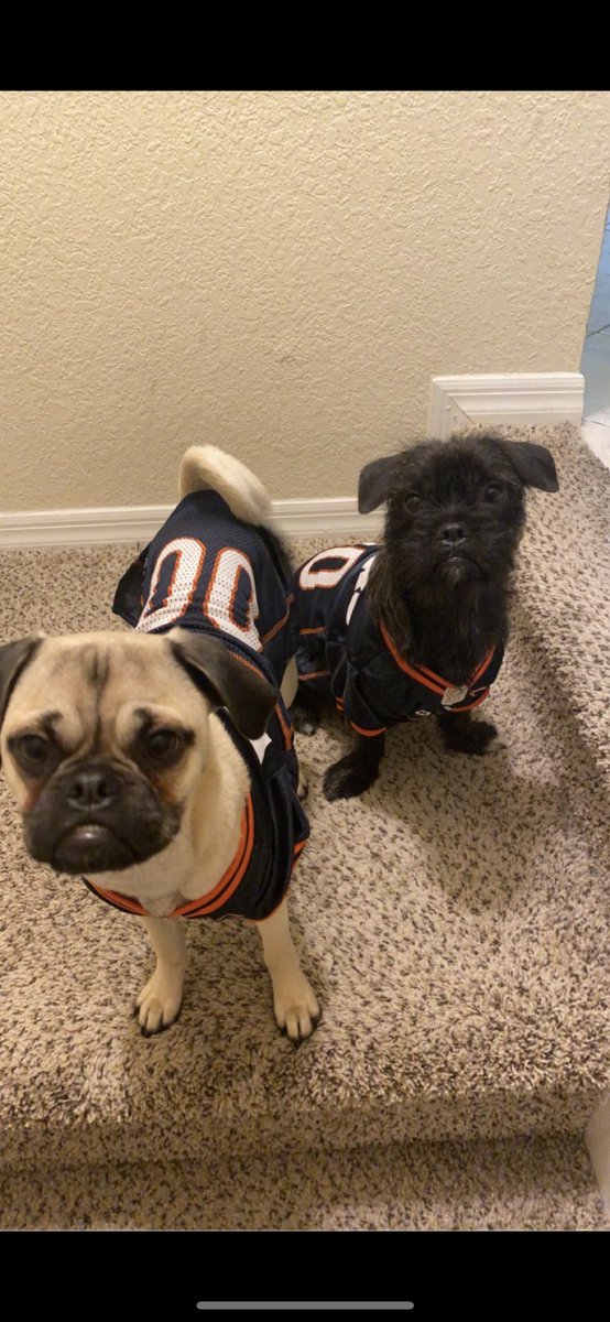 Karlie_oconnor's tweet photo. @ChicagoBears #NationalPuppyDay https://t.co/0zheoDaLFm