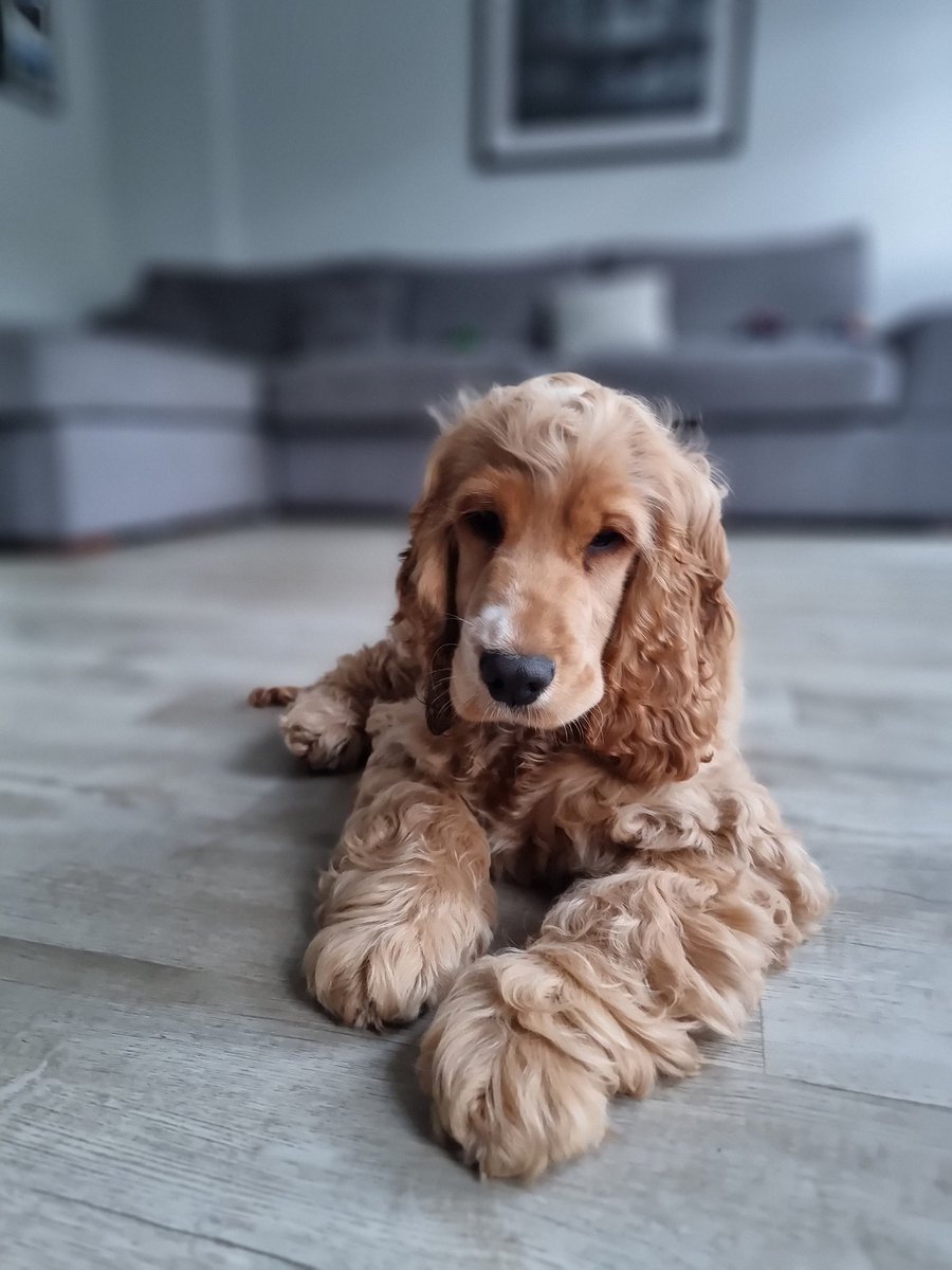 jonnyfiens's tweet photo. @BrewDog Meet Frankie https://t.co/GqLOnpnySh