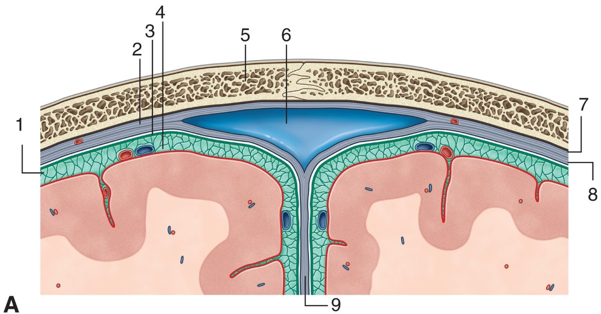 PasionAnatomia's tweet photo. ¿Repasamos las #meninges?
📌1 #EspacioSubaracnoideo
📌2 #Duramadre
📌3 #Aracnoides
📌4 #Piamadre
📌5 #Cráneo
📌6 #SenoSagitalSuperior
📌7 #CapaPerióstica de la #duramadre
📌8 #CapaMeníngea interna de la #duramadre
📌9 #HozDelCerebro
📚Gray. Flashcards de Anatomía © 2022 Elsevier https://t.co/uYZDJyLWEp