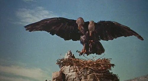 53rdCard's tweet photo. I thought there was a cool Ray Harryhausen homage in this week's episode of The Mandalorian!  7th Voyage of Sinbad Roc scene- Awesome episode! @TheCarlWeathers https://t.co/NxGUuzPfMF