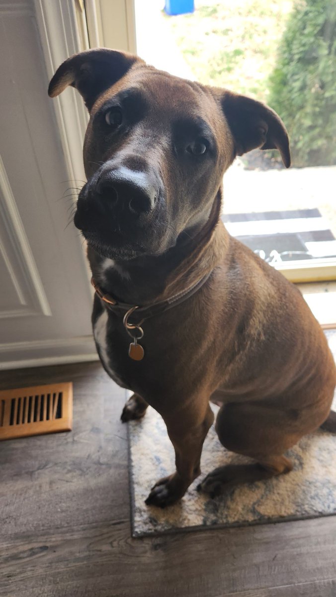 hjranimation's tweet photo. @dog_rates https://t.co/2KG6vA7mhT
