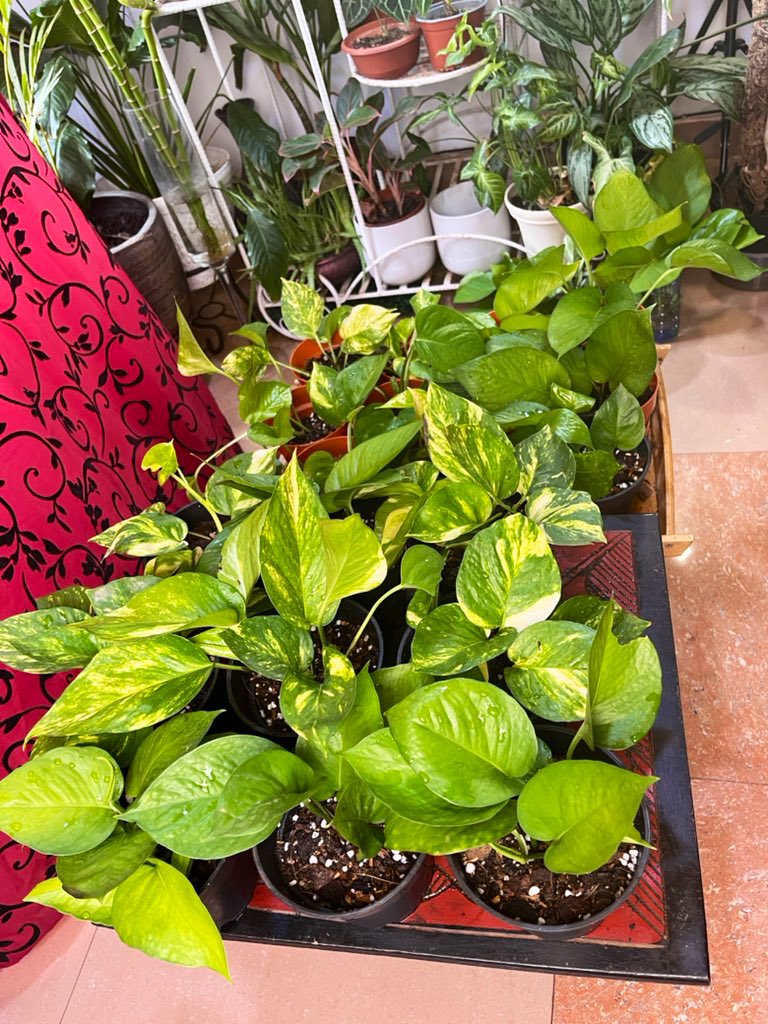 Congratulations to the following people. 
<a href="/deborahvanessa7/">Sister Deborah</a> <a href="/violatheeartist/">karaba la sorcière🕷️🪬🎨</a> <a href="/samdarrko/">I ♥️ CHANNEL1TV</a> <a href="/bryan_benjamin_/">Brian✨</a> <a href="/kuu_ire/">Josie Ngminvielu</a> <a href="/TiTiOwusu/">TiTi Owusu</a> @tina_ketewa @PapaKojoAmpofo <a href="/AJ_Asamoah/">Adjoa Asamoah</a> <a href="/artby_sun/">Mummy is an Artist🎨</a> 
I will communicate pick up details in the DMs 🥰
Thank you for participating 🥰